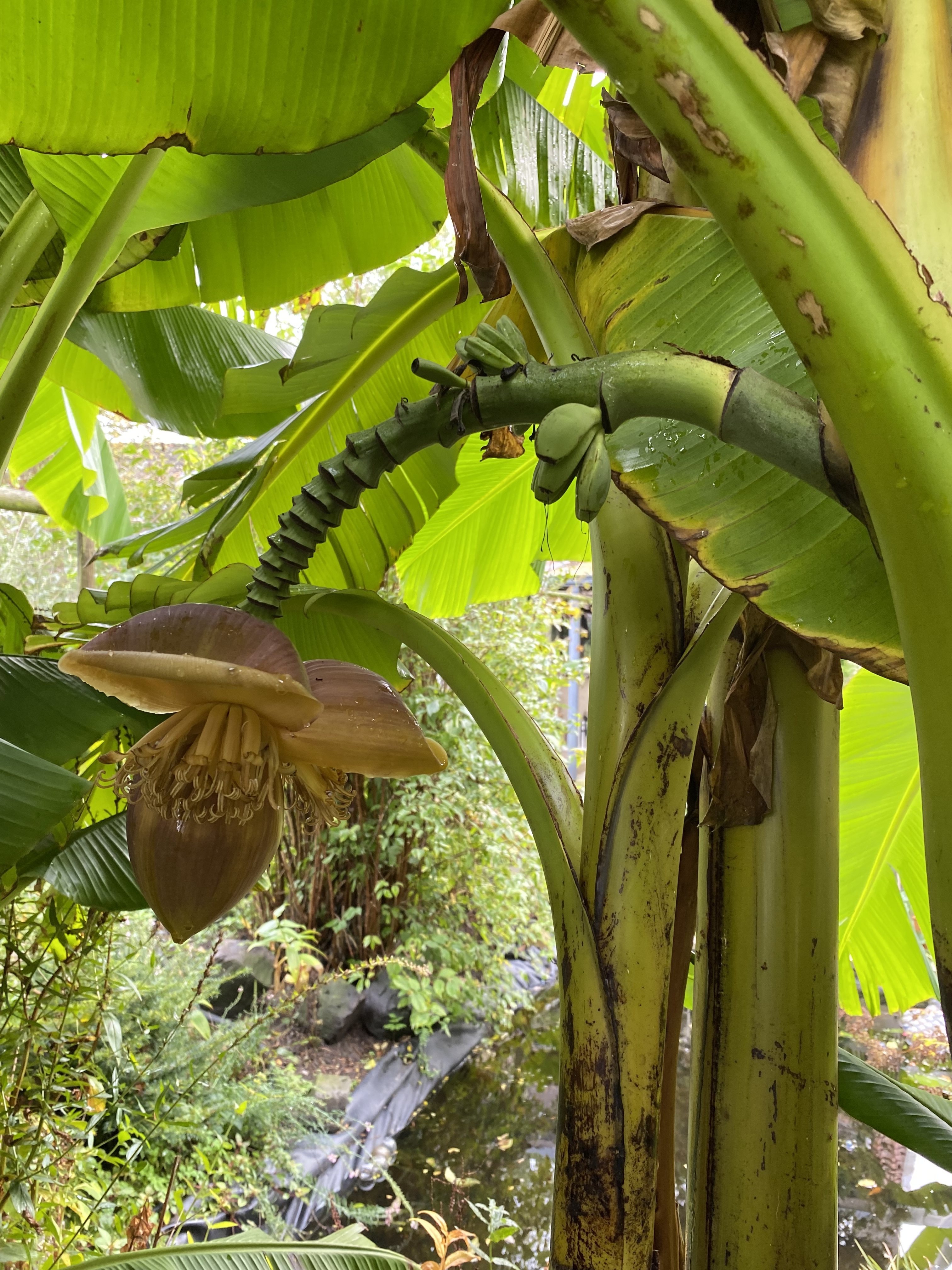 Bananenboom in de tuin van Marjo en Anneke van der Laan